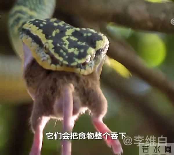 两条剧毒竹叶青蛇盘踞寺院内