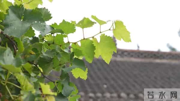 高考生查分次日突发脑出血