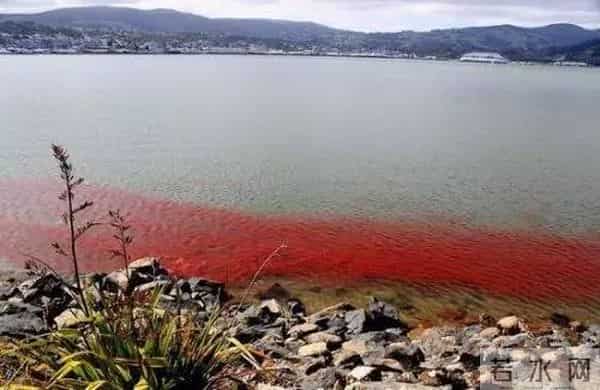 小龙虾群染红海水