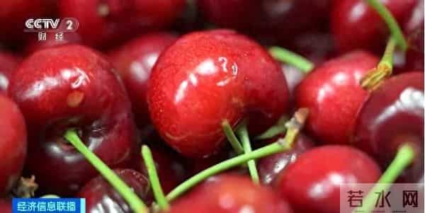 900多吨智利车厘子来了