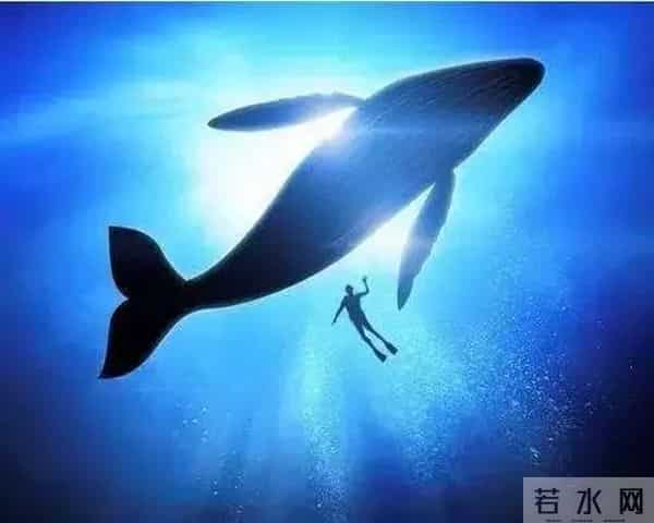 死亡游戏蓝鲸50个指令