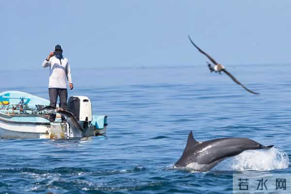 男子游泳被鲨鱼袭击幸有海豚相救