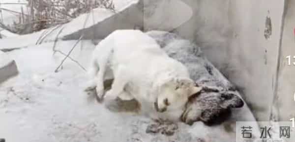 主人猝死被狗啃尸