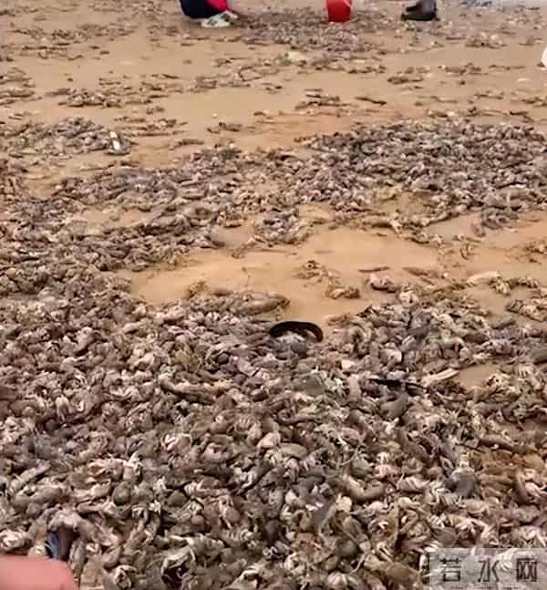 烟台赶海人一晚捞千余斤海肠