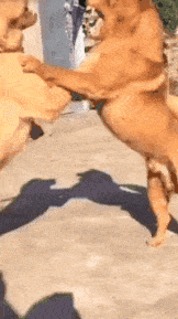 大妈跳广场舞把孩子栓栏杆上