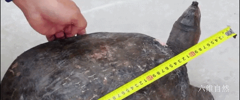 外来生物美国珍珠鳖被放生太湖