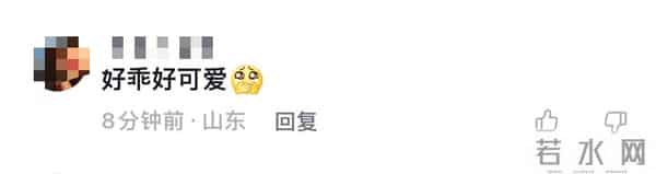 金丝猴坐路边礼貌接过游客苹果