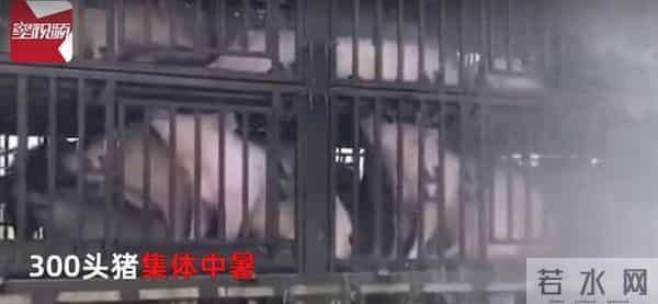 300头猪集体中暑