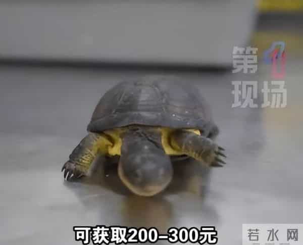 女子隔离到豪华套房