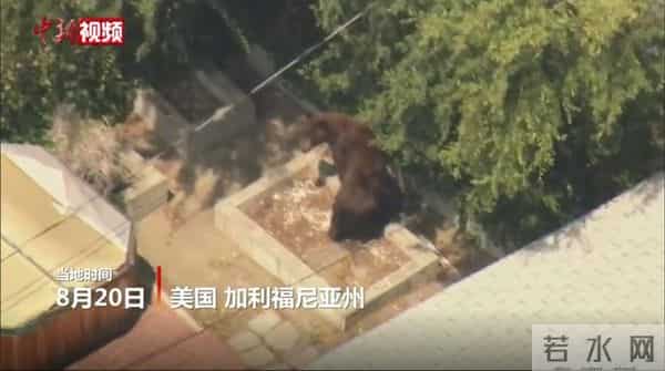 美国加州黑熊漫步居民区屋顶