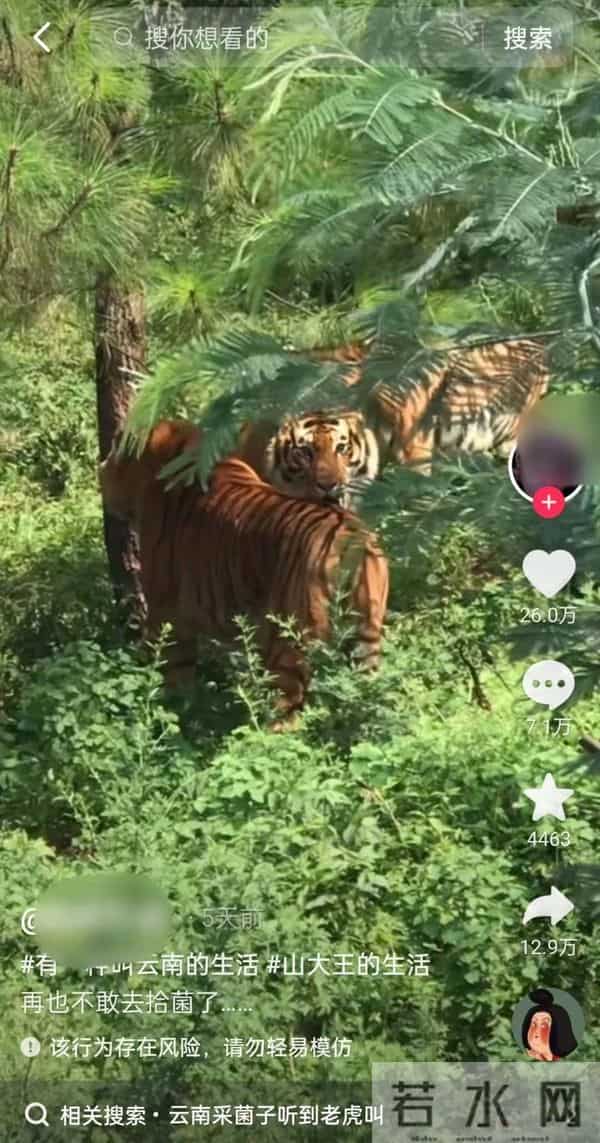 男子自称上山捡菌遇老虎 警方-行拘