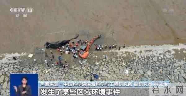 鲸类为何频繁搁浅-专家解读