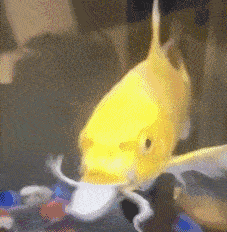 大妈跳广场舞把孩子栓栏杆上