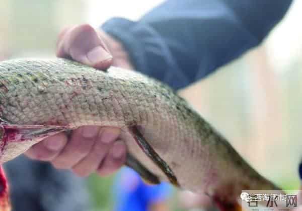 青海也现怪鱼-鱼塘损失1500多斤鱼