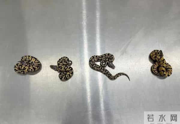 女子隔离到豪华套房