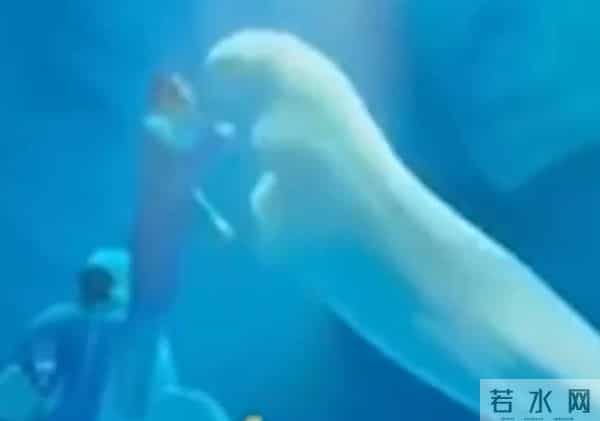 海洋公园回应工作人员拳打白鲸