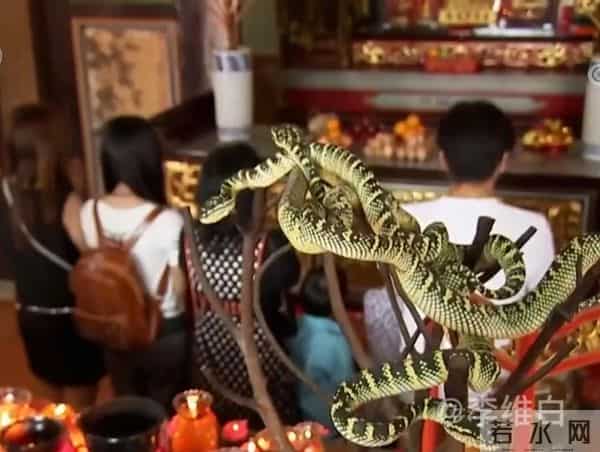 两条剧毒竹叶青蛇盘踞寺院内