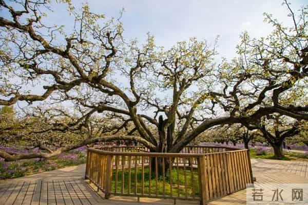 女子赏花站梨树枝头甩衣狂摇
