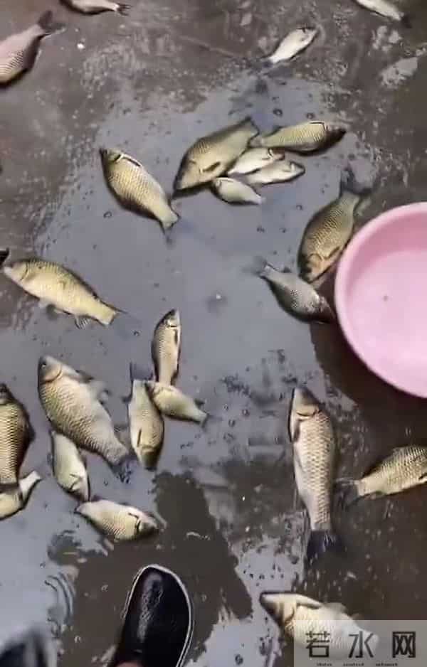 广东暴雨积水成河 有人屋内钓鱼