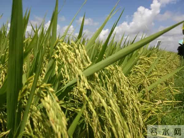 袁隆平念念不忘的海水稻新米要上市