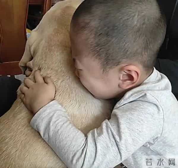 土狗被扔50公里外一星期后跑回家