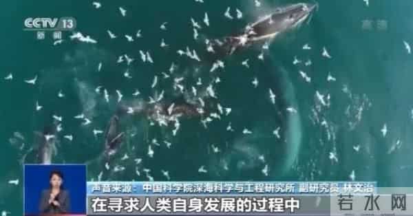 鲸类为何频繁搁浅-专家解读