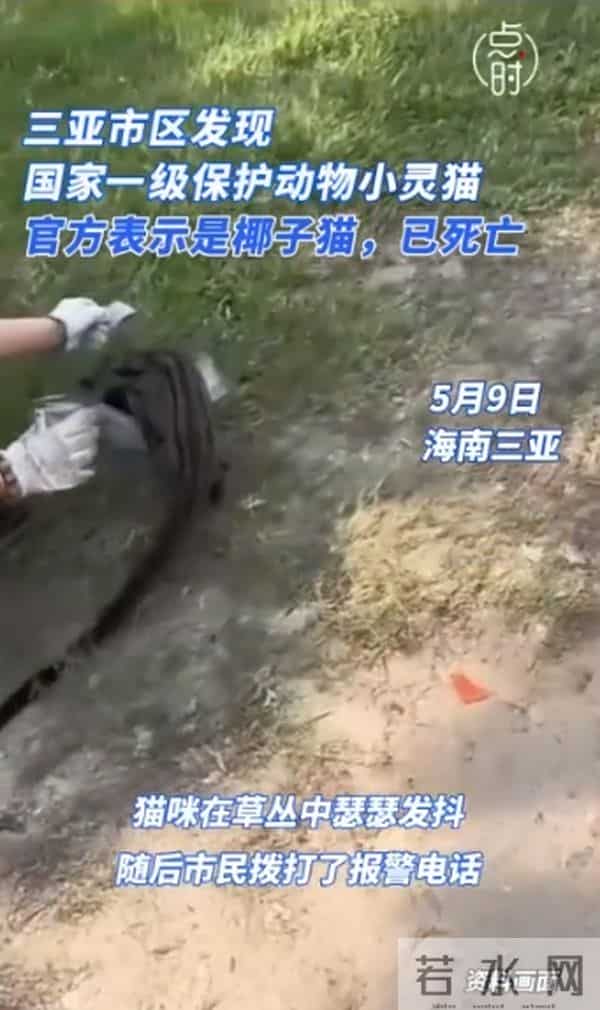 三亚出现椰子狸 尾巴比身长