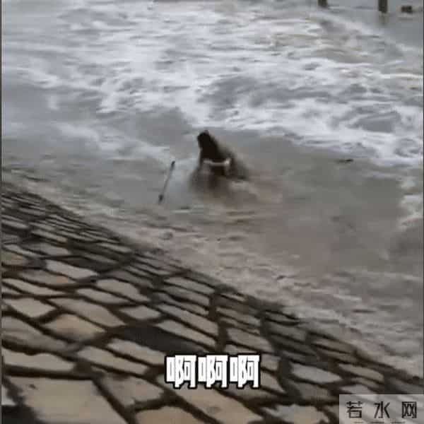 女子观潮拍视频被卷入浪花