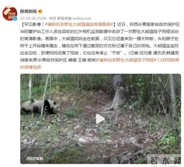 秦岭再现大熊猫遛娃