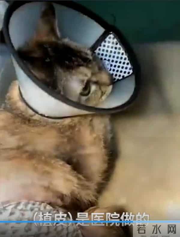 女子花2万为猫移植鱼皮被网暴