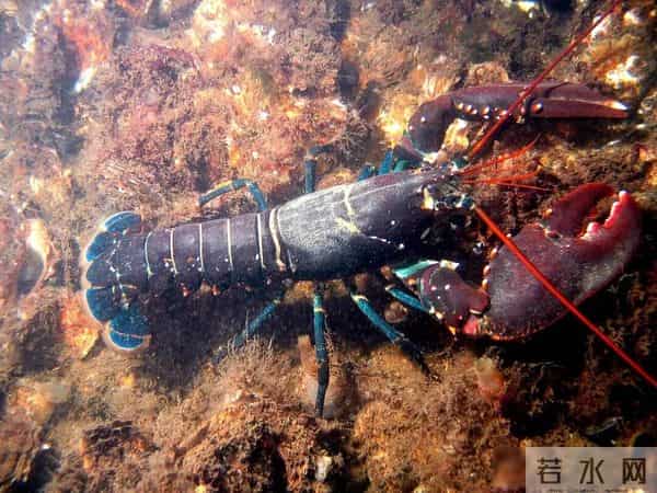 吃小龙虾突然活了1只