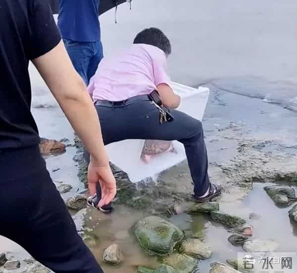 外来生物美国珍珠鳖被放生太湖