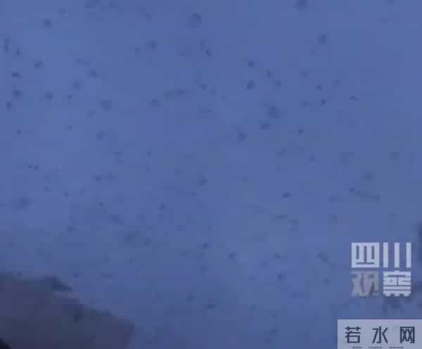四川绵竹上空疑现大量蝙蝠群