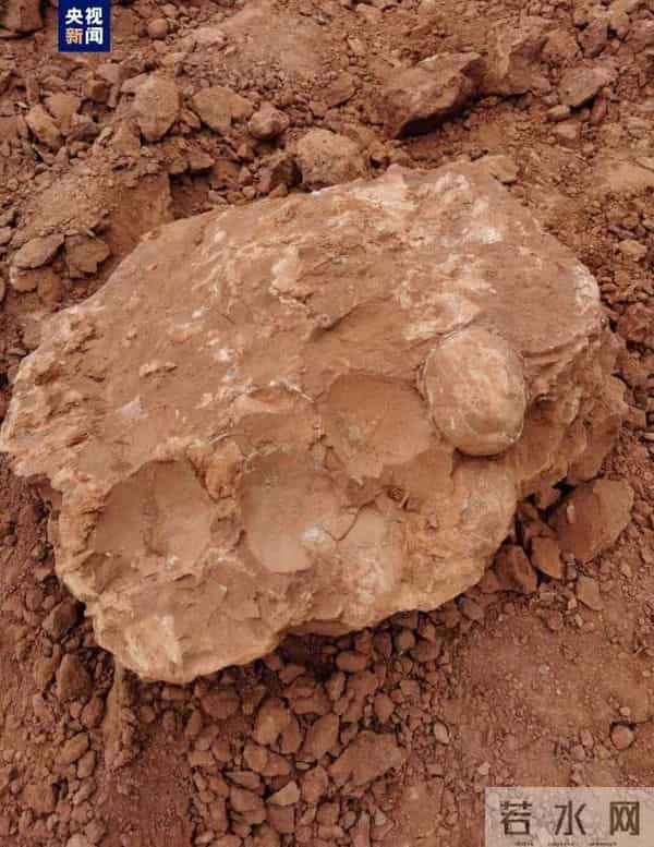 江西武宁发现恐龙蛋化石