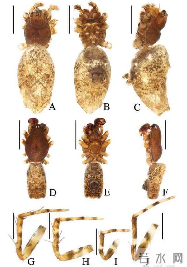 16首周杰伦的歌命名16个蜘蛛新种