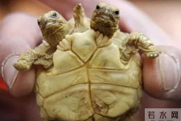 日本基因突变双头龟