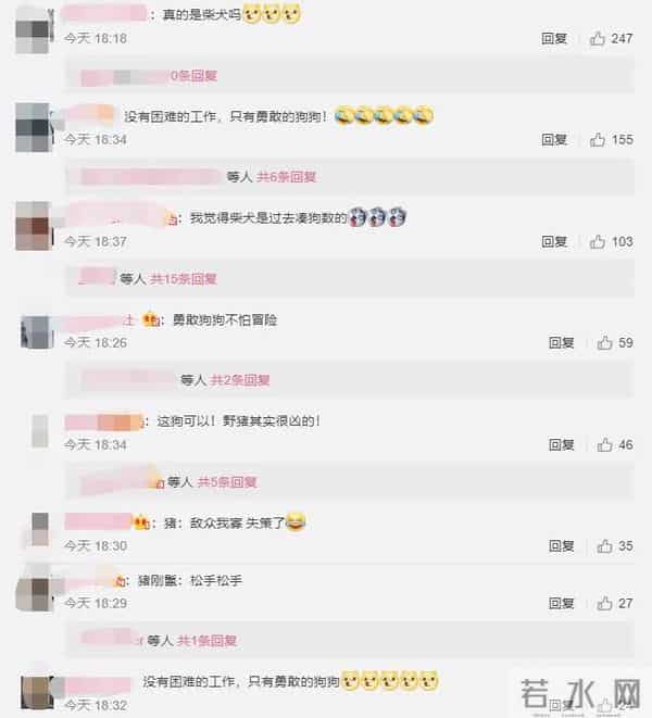 野猪大闹驾校被5只狗打败