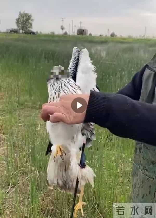 白腹鹞中箭飞行获救