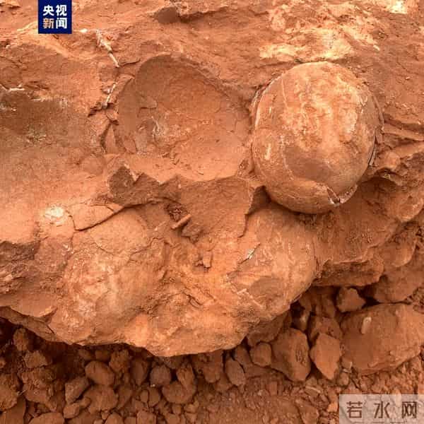 江西武宁发现恐龙蛋化石