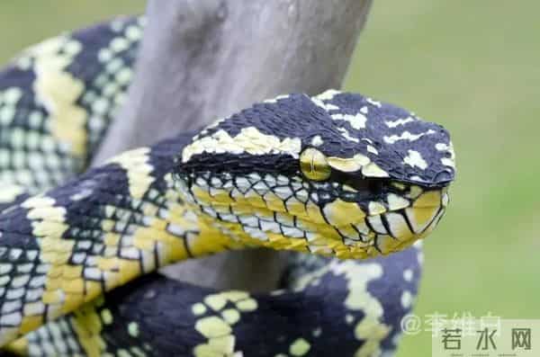 两条剧毒竹叶青蛇盘踞寺院内