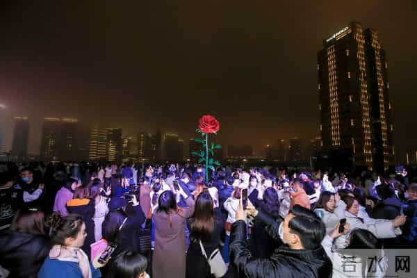 情人节前夕外滩现巨型玫瑰