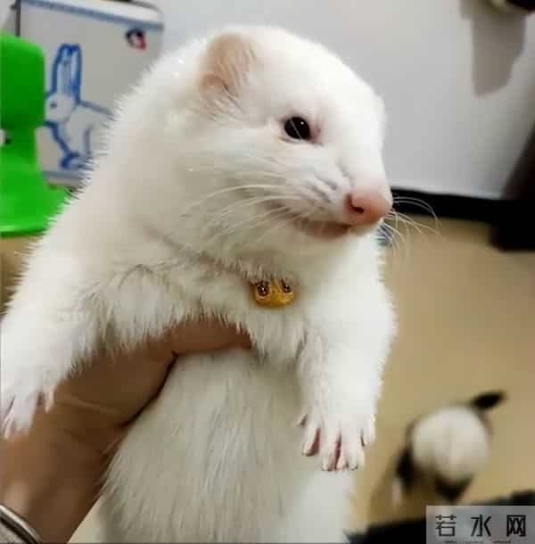 男子花150美元买狗结果是巴西老鼠