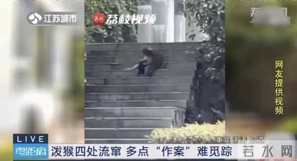 南京人看到泼猴请立即报告