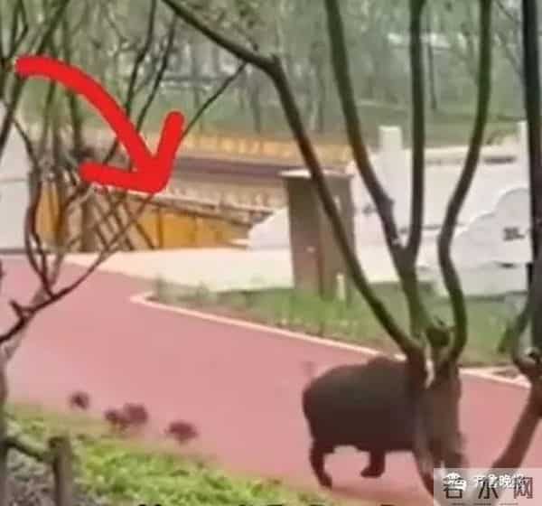 野猪闯入湖北一校园通信营业厅