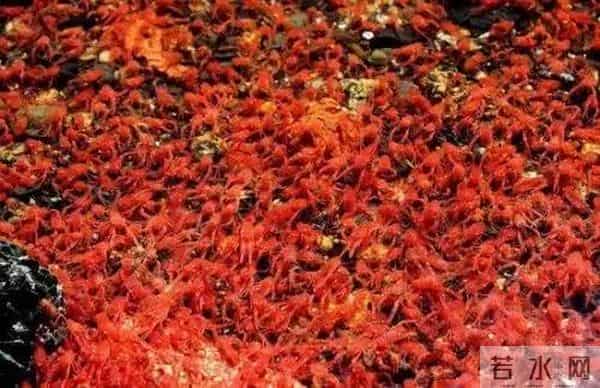 小龙虾群染红海水