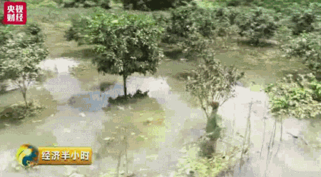 暴雨冲走养殖户百万元中华鲟鱼
