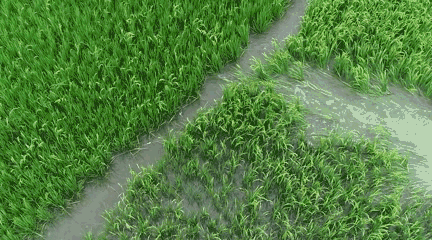 袁隆平念念不忘的海水稻新米要上市