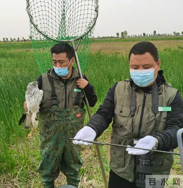 白腹鹞中箭飞行获救