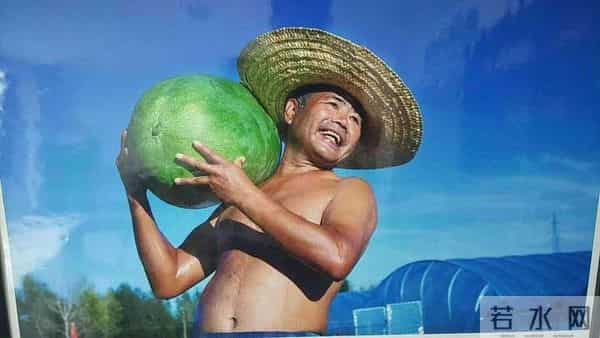 杭州种出78斤大西瓜破全省纪录