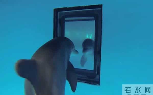 男子游泳被鲨鱼袭击幸有海豚相救